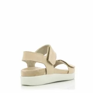 -358260.DAISY CHAMPAGNE/BElGE
